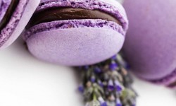 Violet Obsession